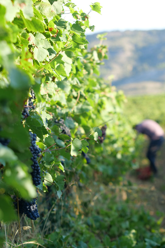 Spy Valley Pinot Noir