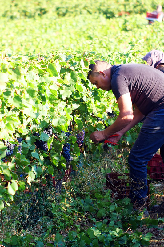 Spy Valley Pinot Noir
